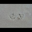 Hier hat eine Möwe nasse Füße bekommen